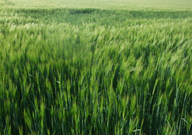 Grain